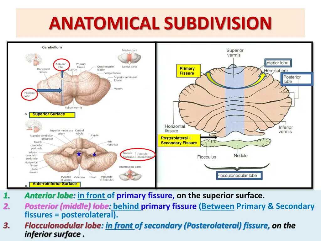 anatomical subdivision