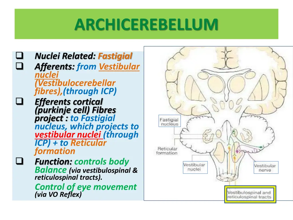 archicerebellum 1