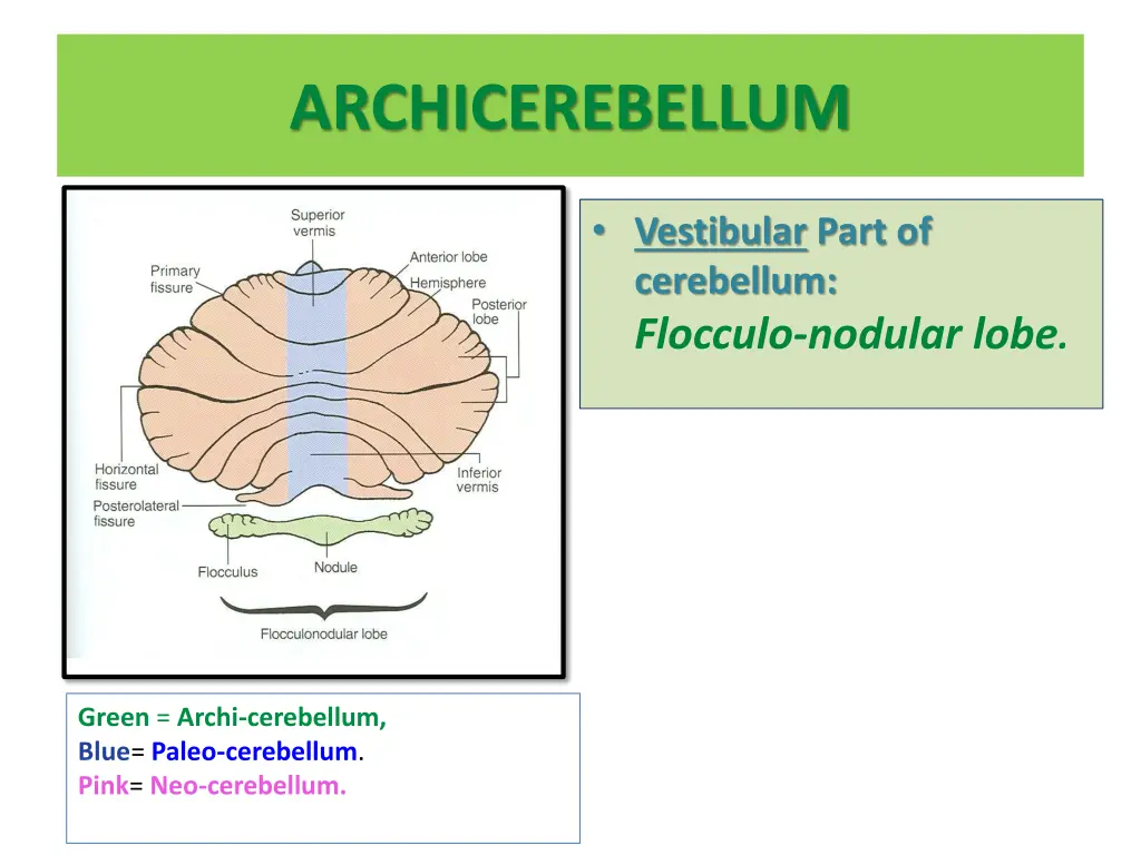 archicerebellum