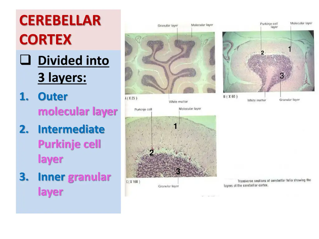 cerebellar cortex divided into 3 layers 1 outer