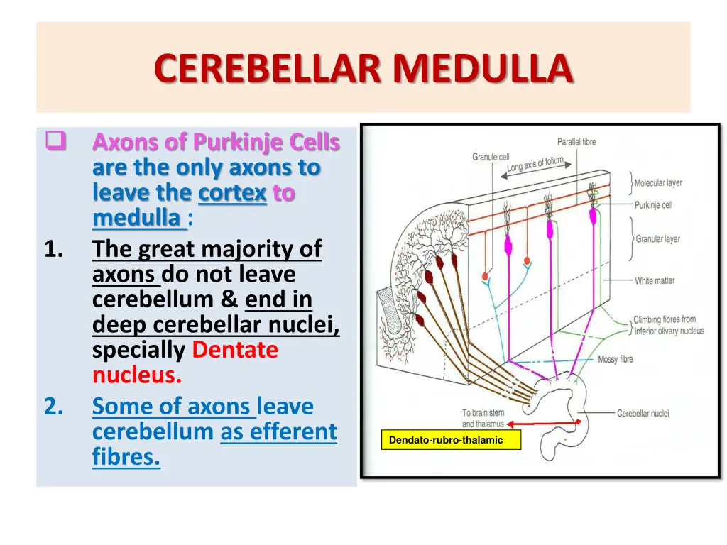 cerebellar medulla 1