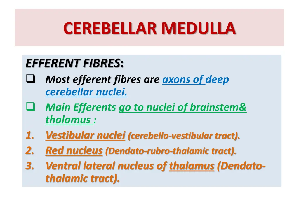 cerebellar medulla 2