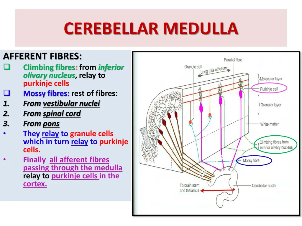 cerebellar medulla