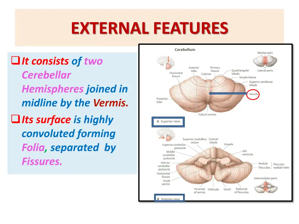 external features