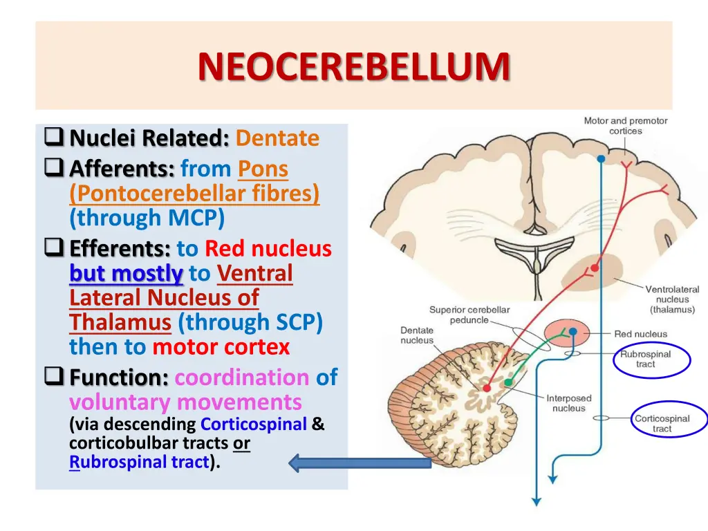 neocerebellum 1