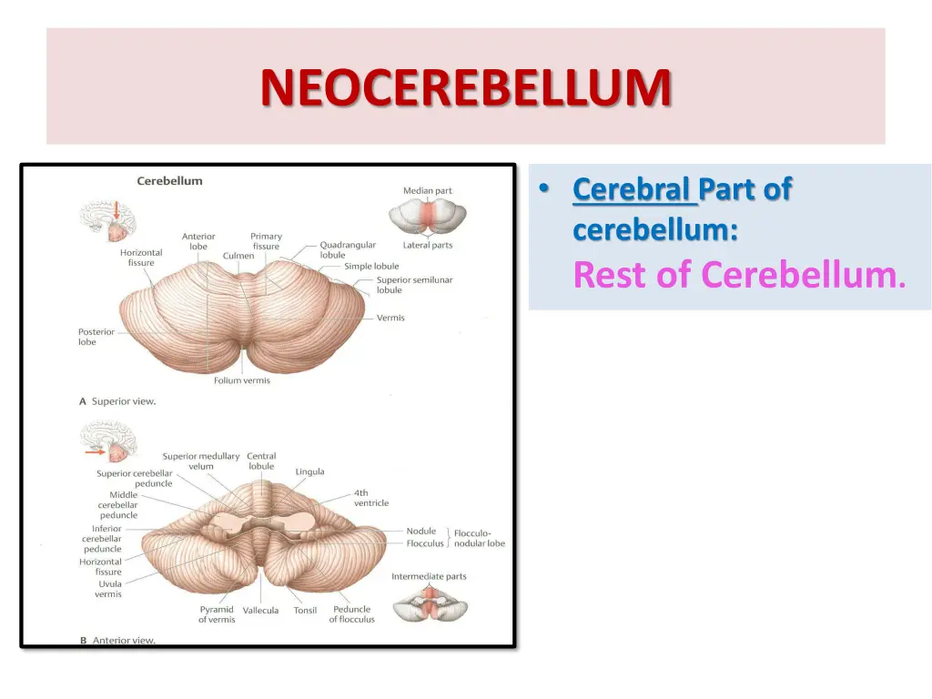 neocerebellum