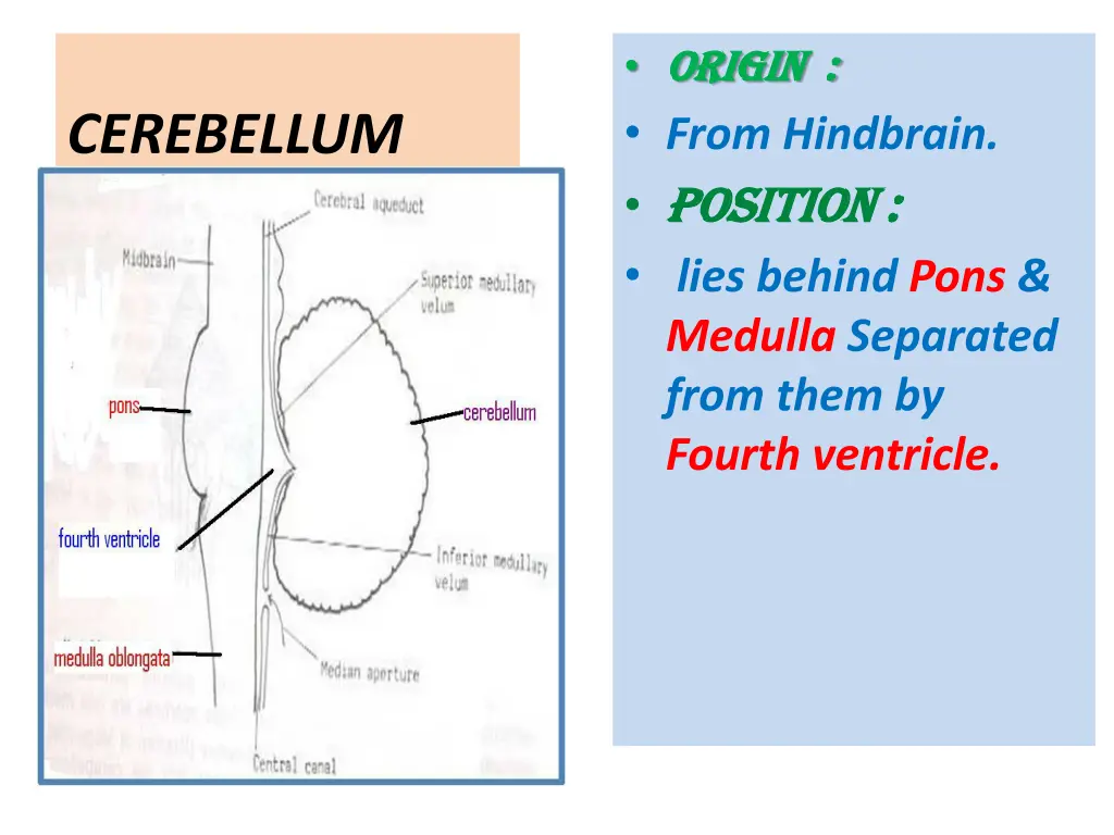 origin origin from hindbrain position position