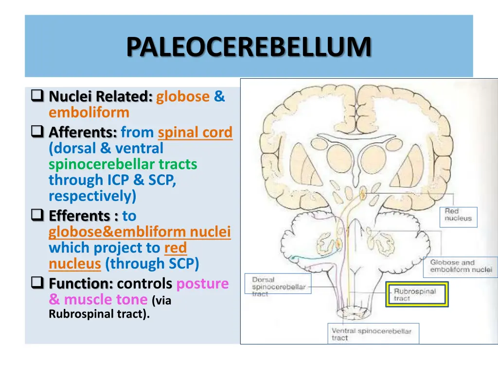 paleocerebellum 1