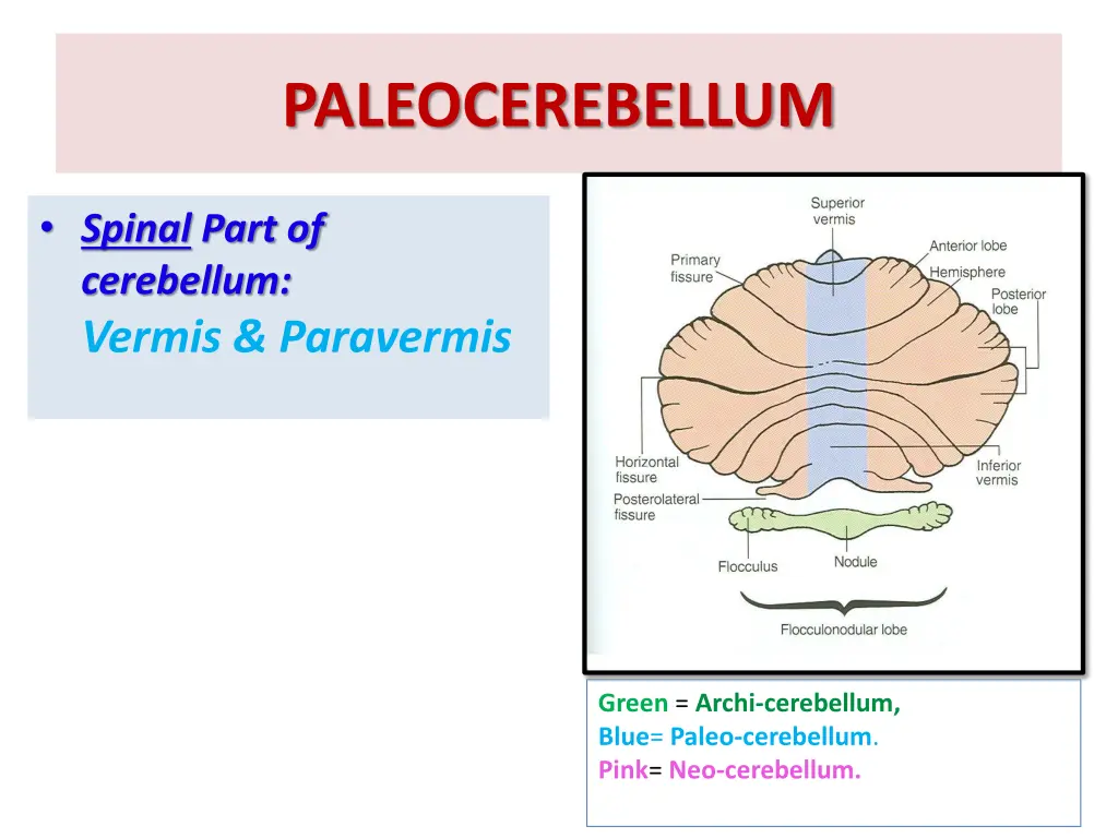 paleocerebellum