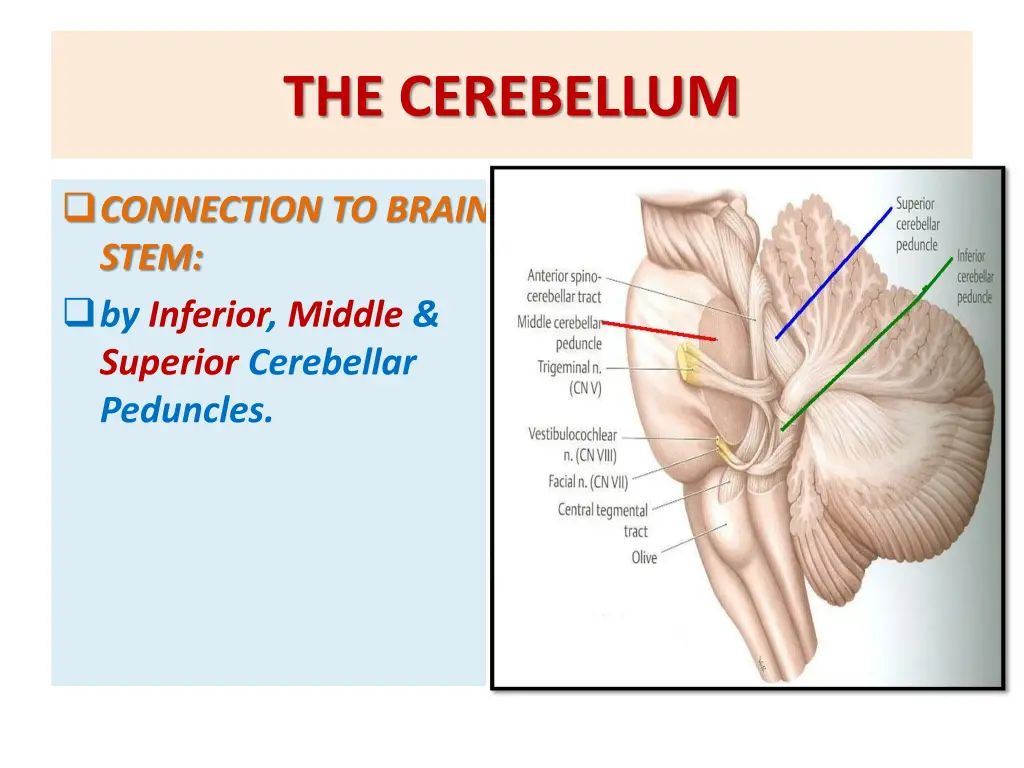 the cerebellum