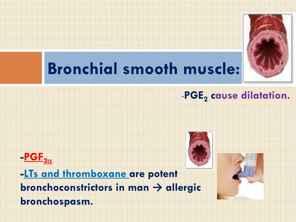 bronchial smooth muscle