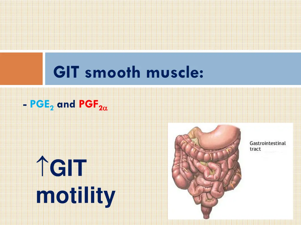 git smooth muscle