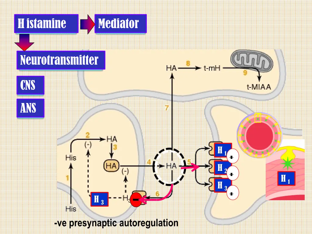 h istamine