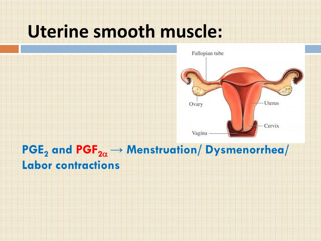 uterine smooth muscle