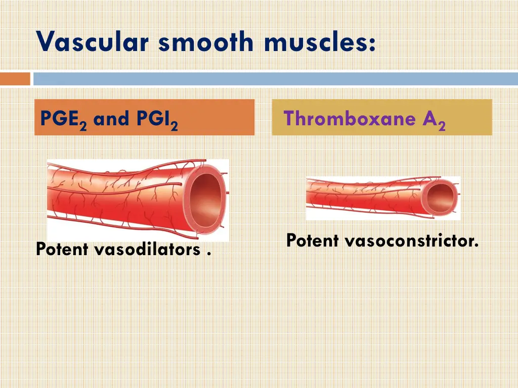 vascular smooth muscles