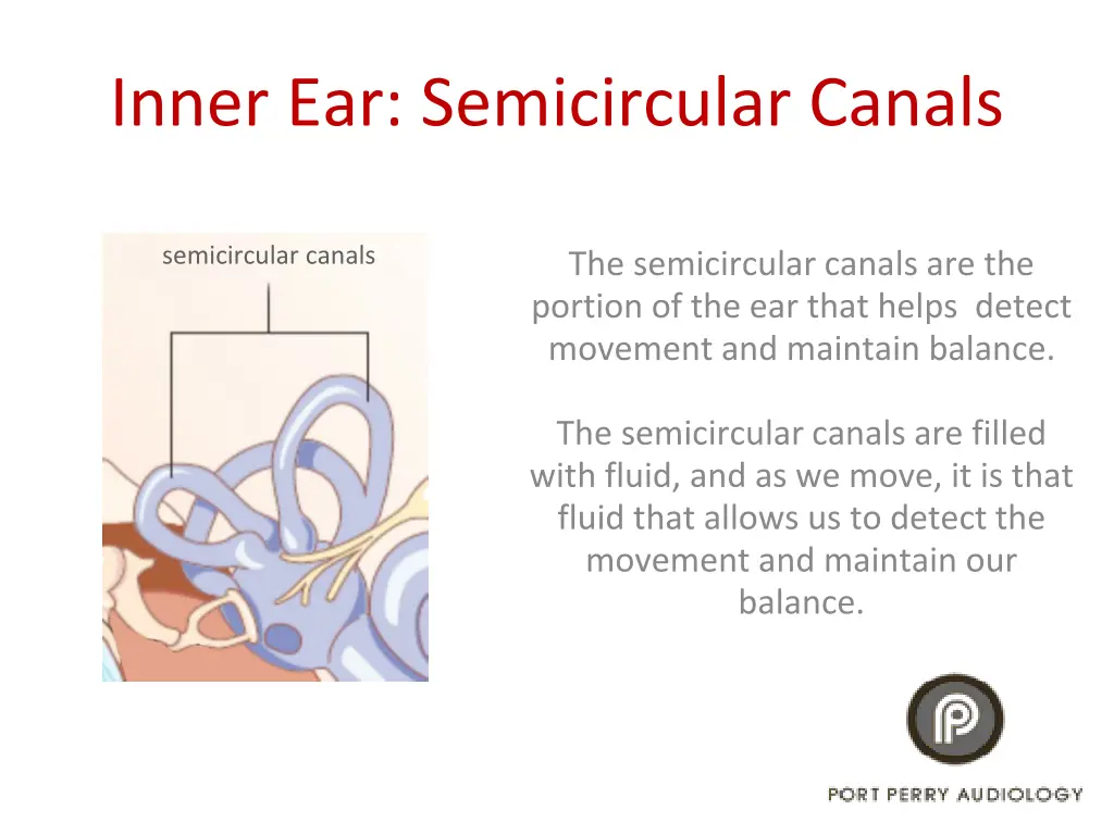 inner ear semicircular canals