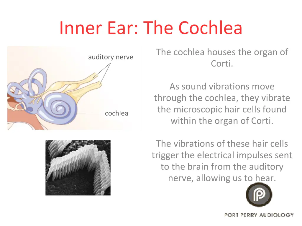 inner ear the cochlea