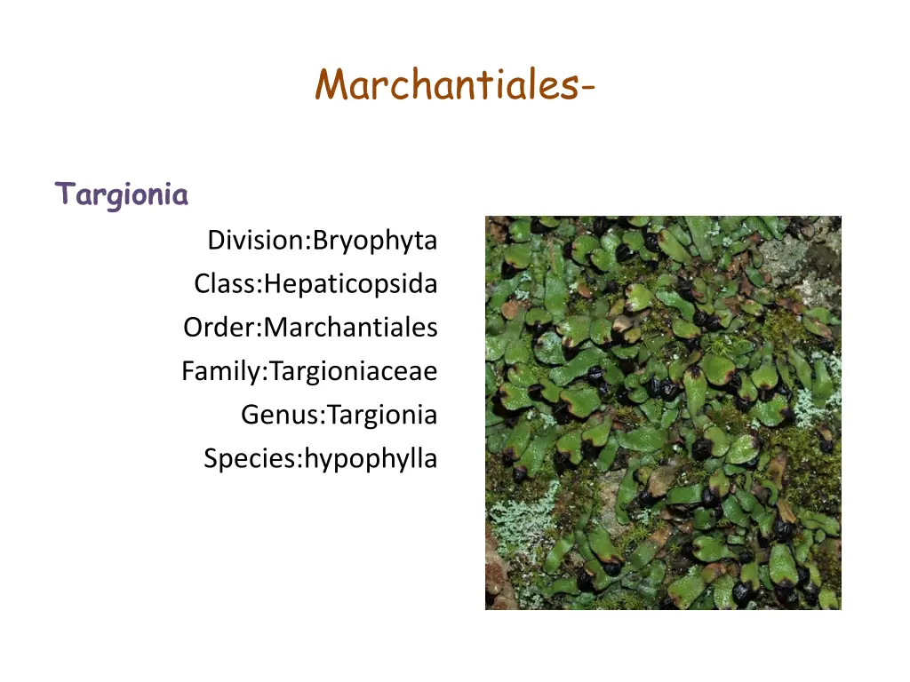 marchantiales