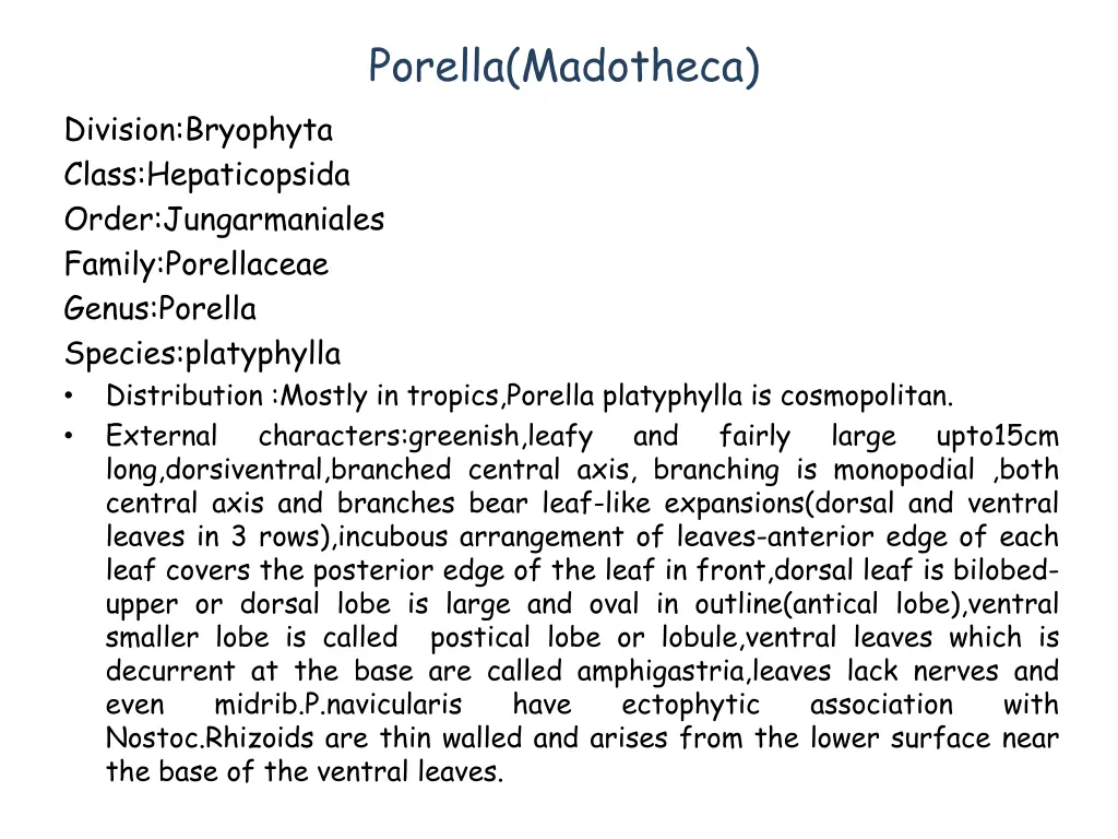 porella madotheca