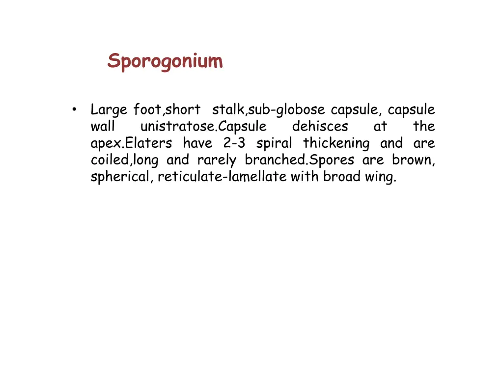 sporogonium