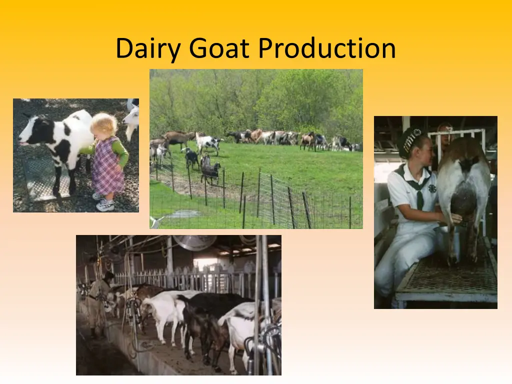 dairy goat production