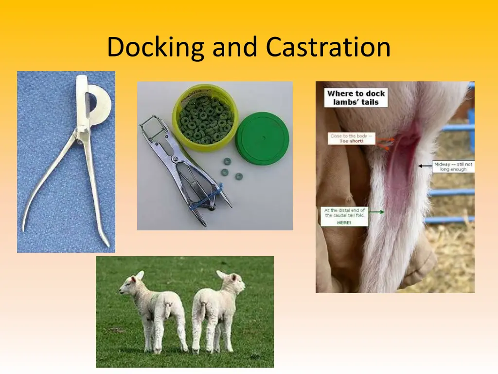 docking and castration 1