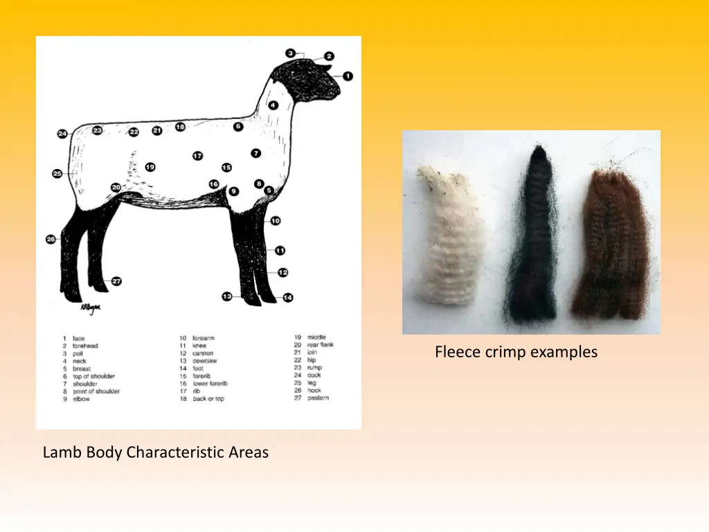 fleece crimp examples