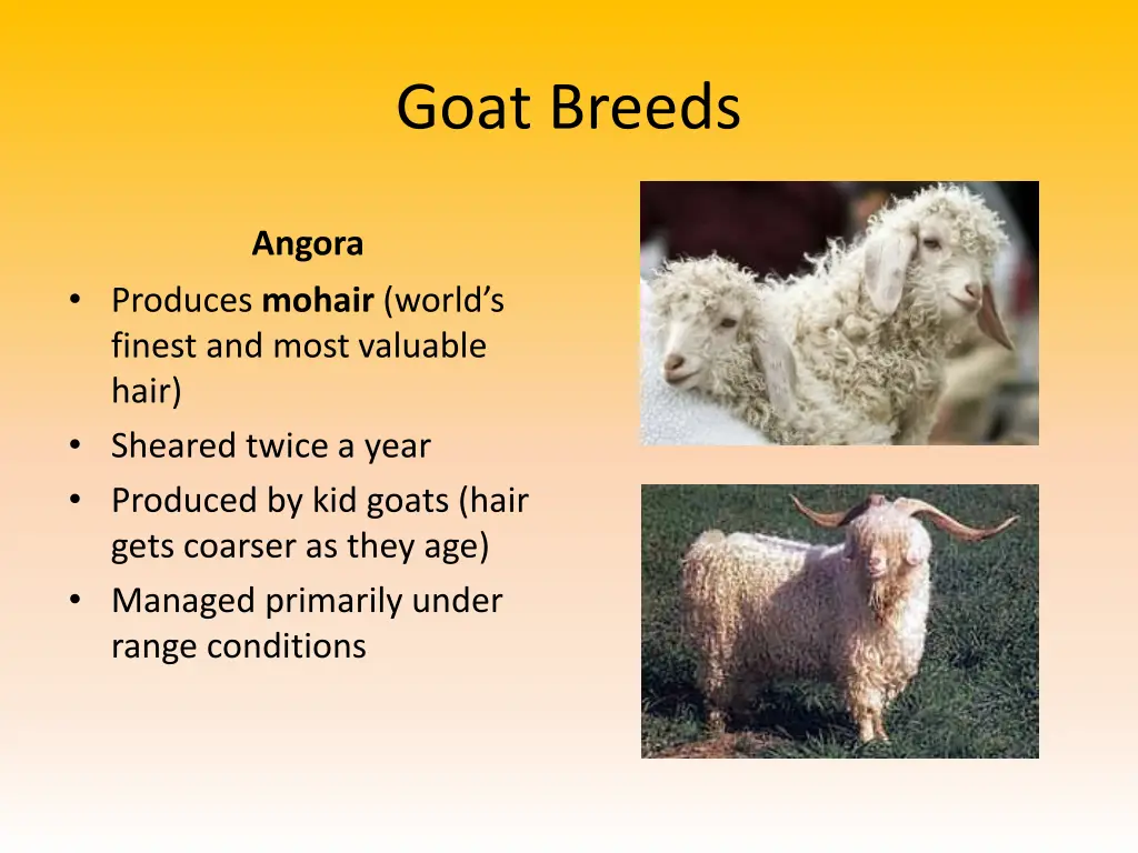 goat breeds 1