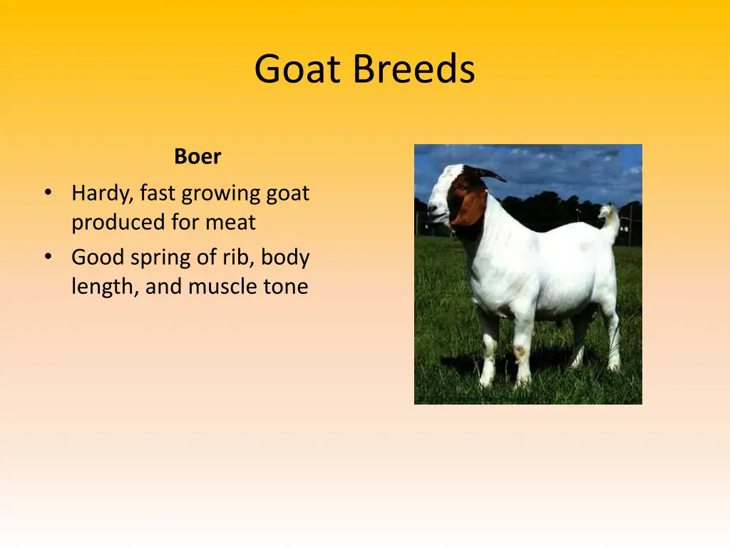 goat breeds 2