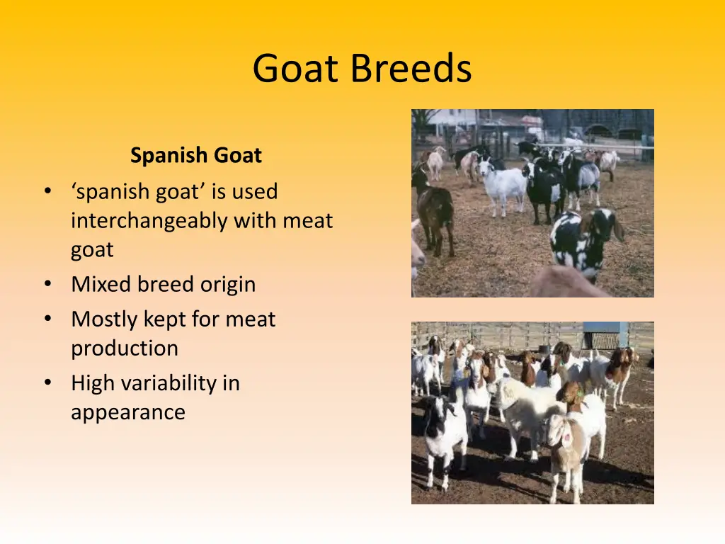 goat breeds 3