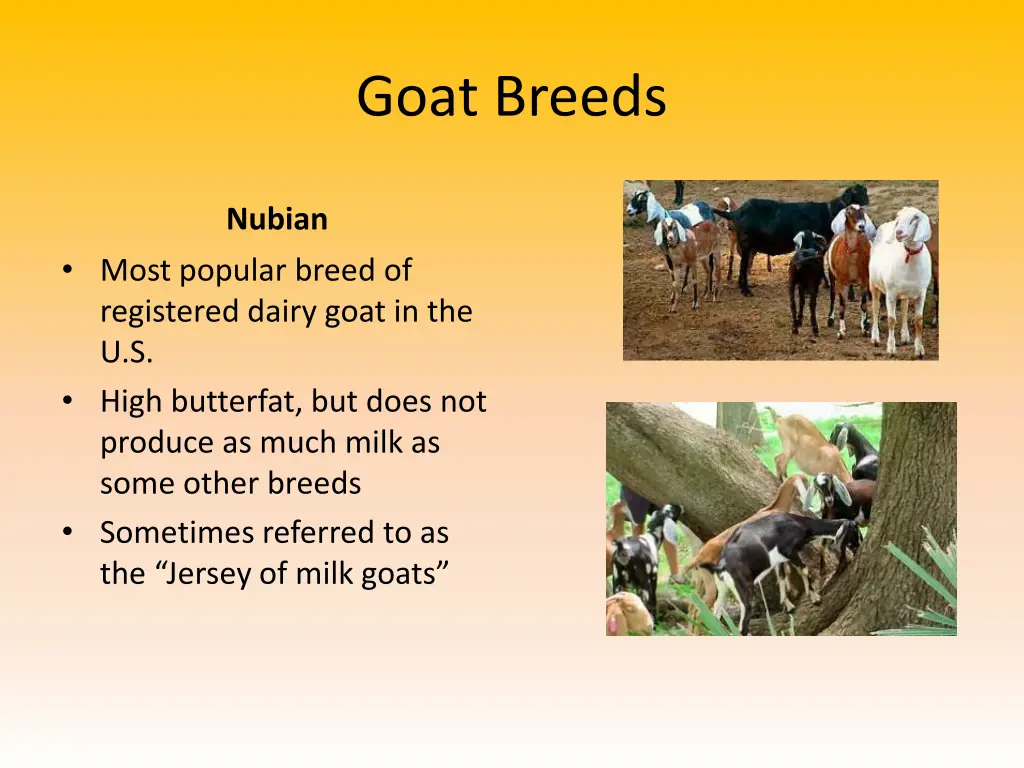 goat breeds 4