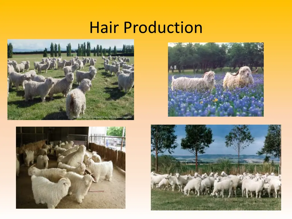 hair production