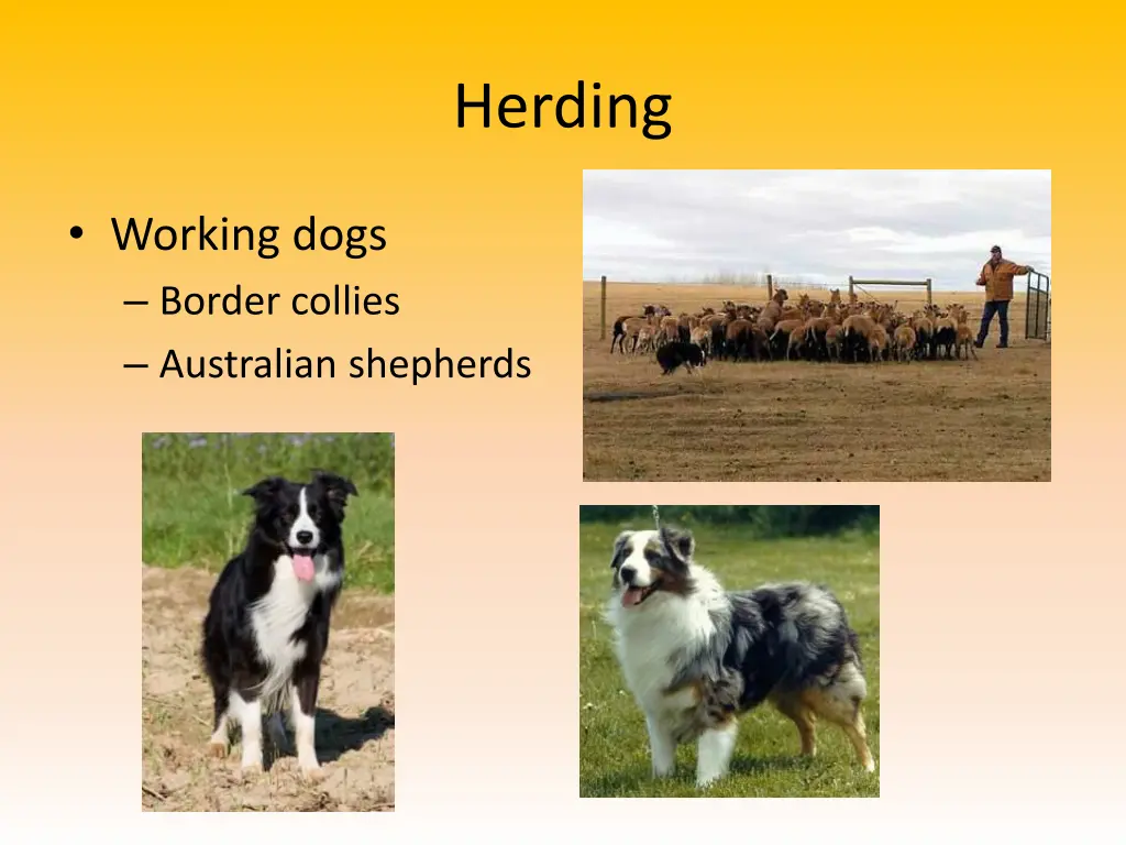 herding