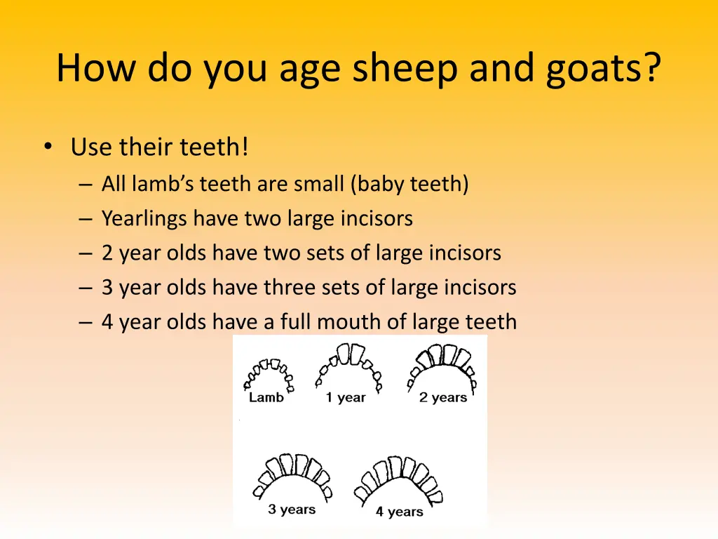 how do you age sheep and goats