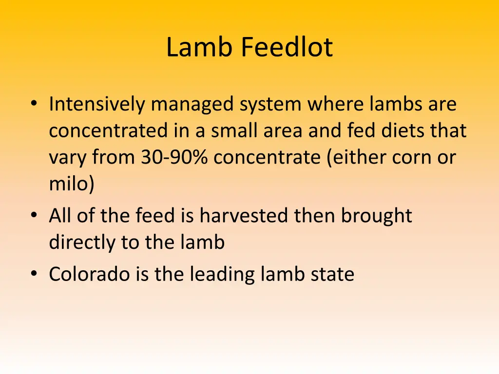 lamb feedlot