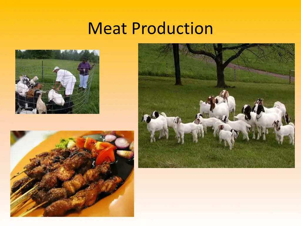 meat production