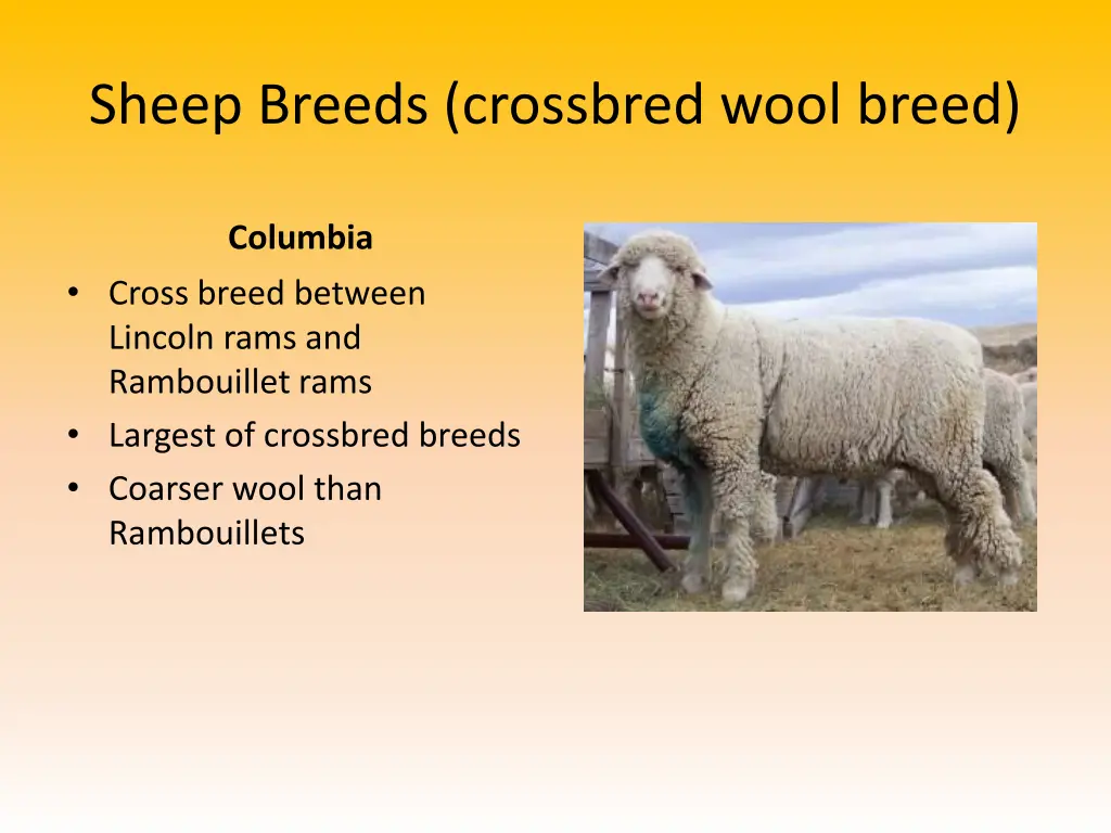 sheep breeds crossbred wool breed