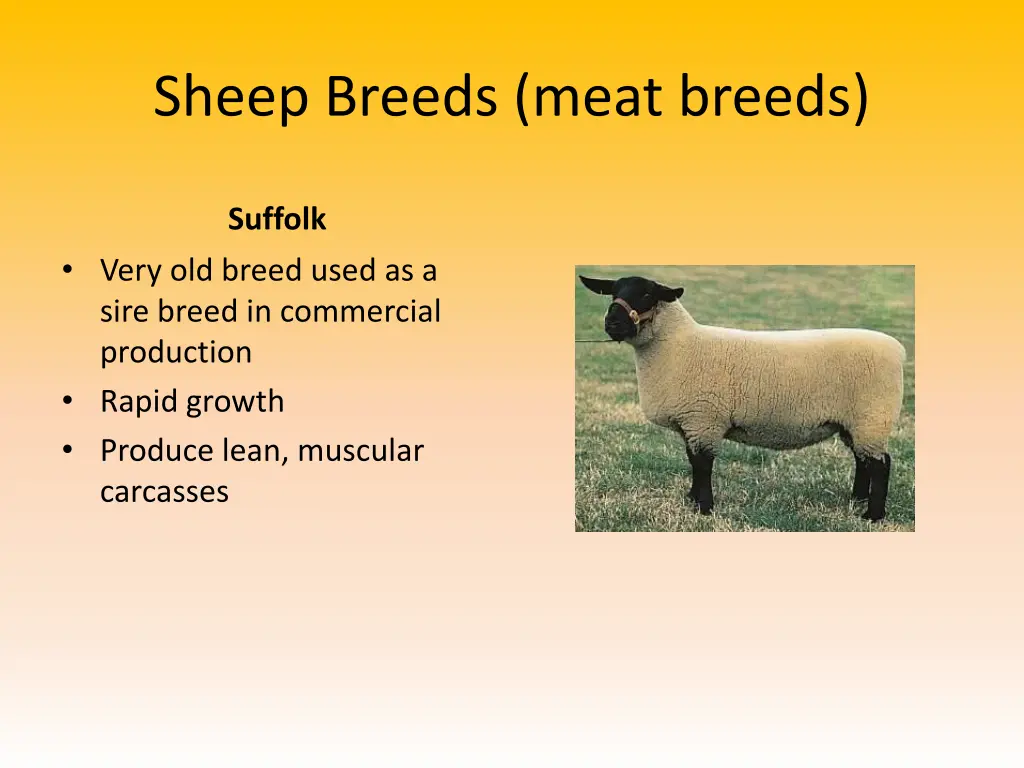 sheep breeds meat breeds 1