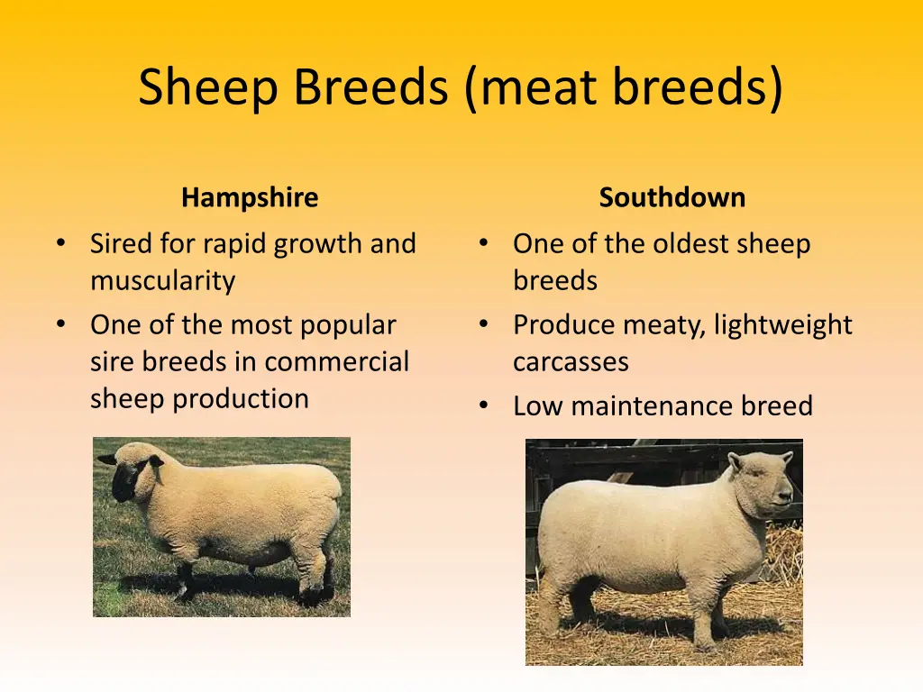 sheep breeds meat breeds