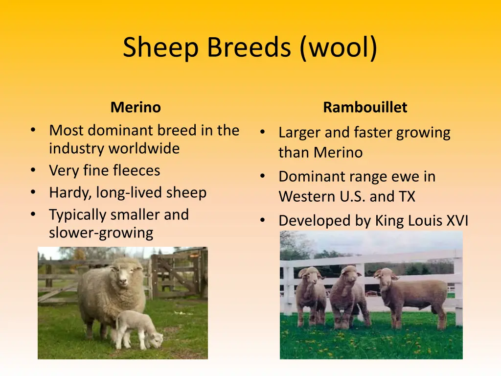 sheep breeds wool