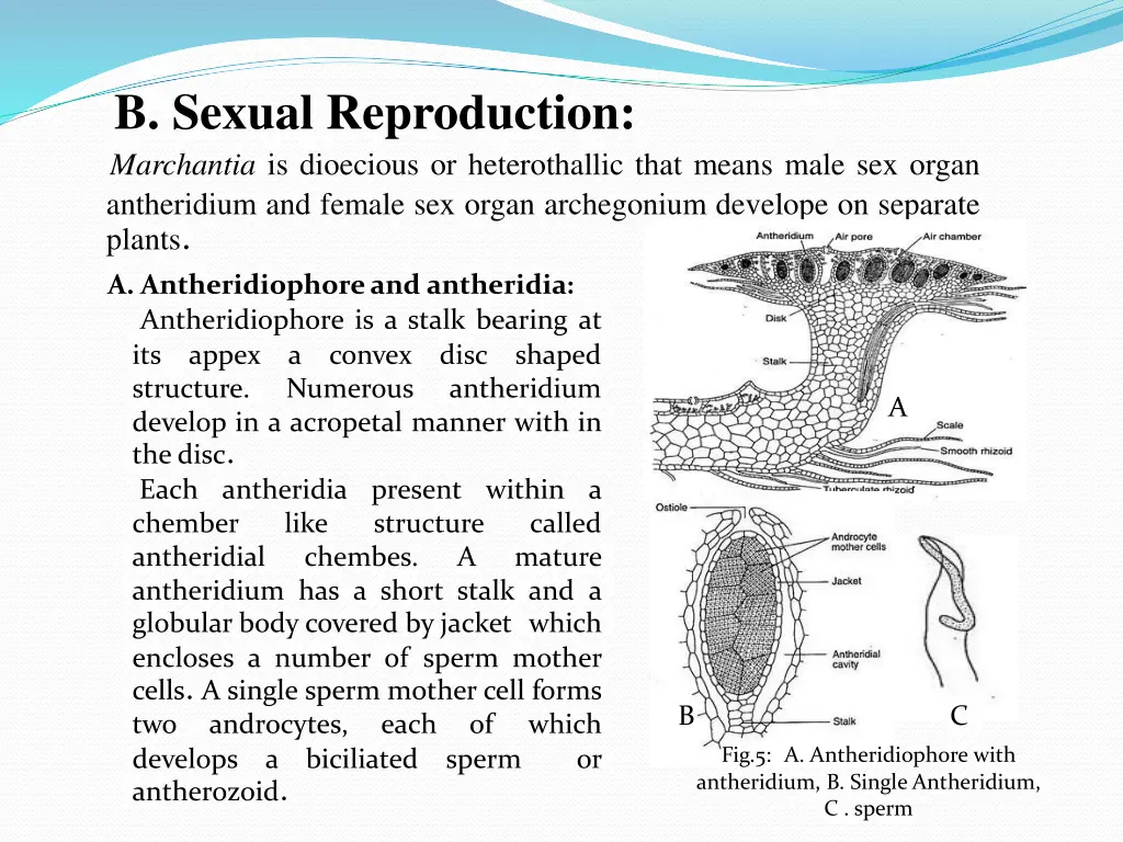 b sexual reproduction marchantia is dioecious