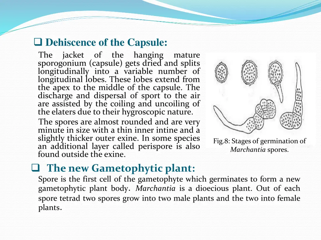 dehiscence of the capsule