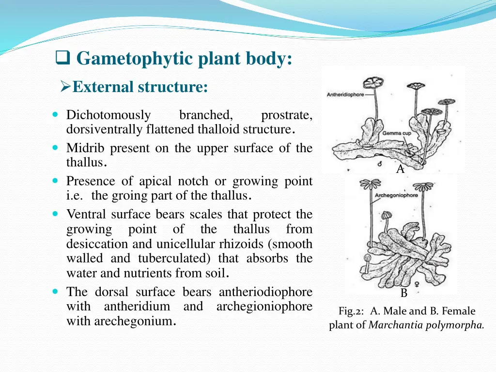 gametophytic plant body external structure