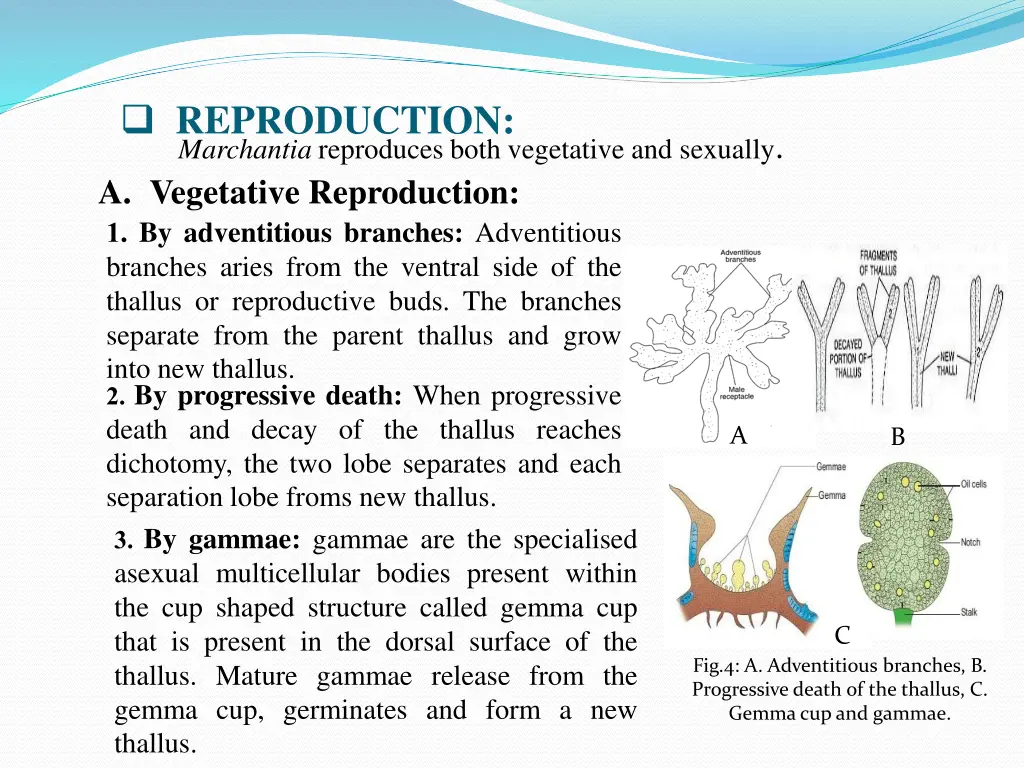 reproduction marchantia reproduces both