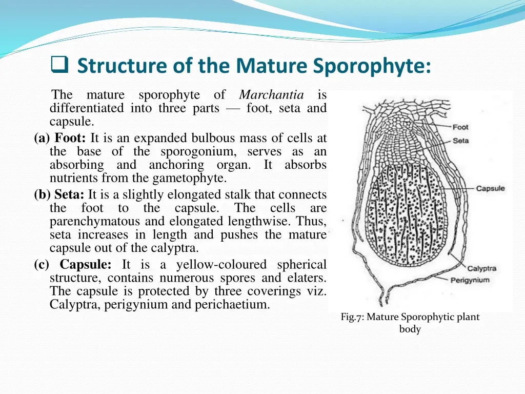 structure of the mature sporophyte