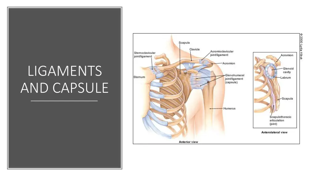 ligaments and capsule