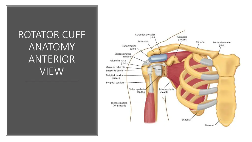 rotator cuff anatomy anterior view