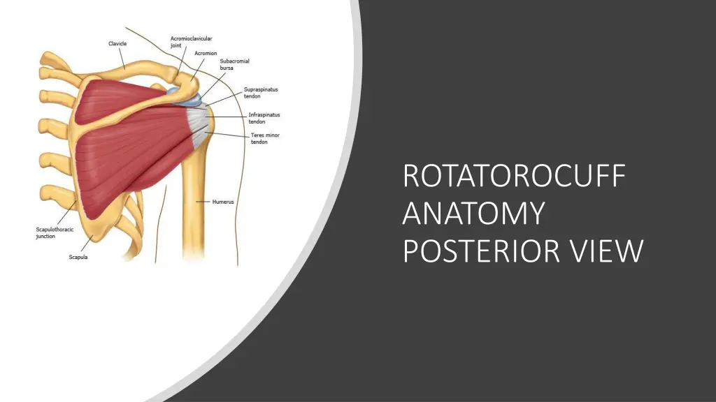 rotatorocuff anatomy posterior view