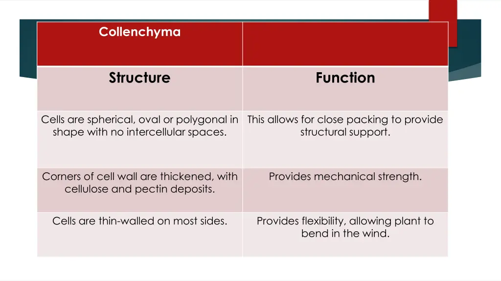 collenchyma