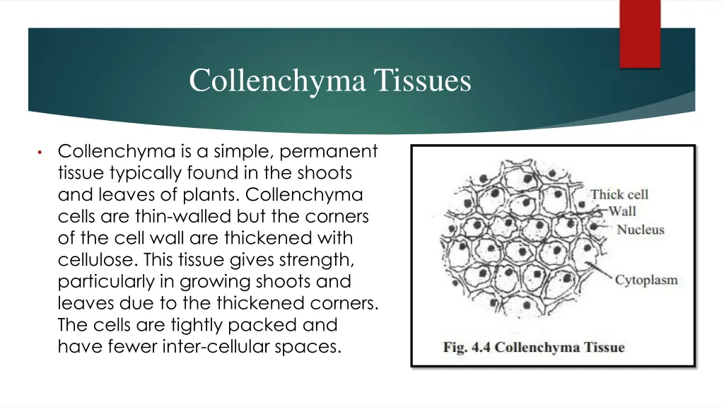 collenchyma tissues